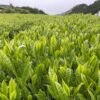 釜炒り茶　香駿（ポスト便対象） - 画像 (6)