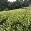 秋摘みべにふうき紅茶（レターパックＡ対象） - 画像 (5)